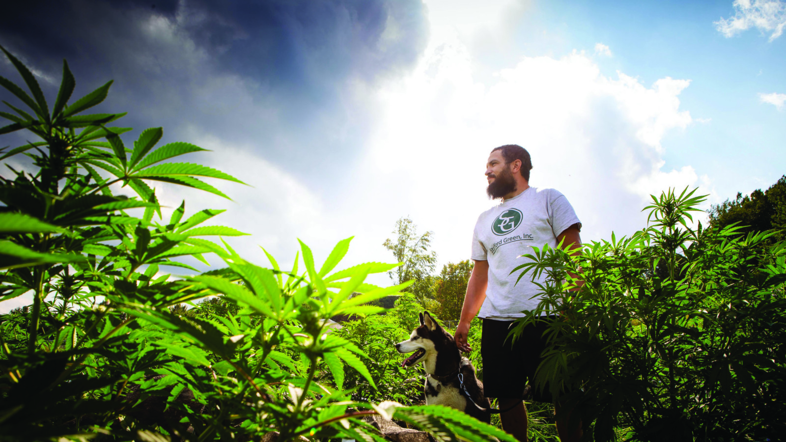 man with dog in cannabis crop