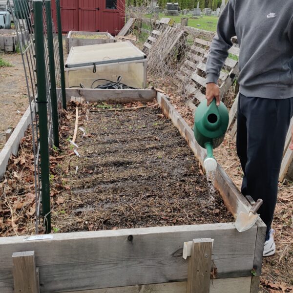 A male student waters crops in the Community Garden