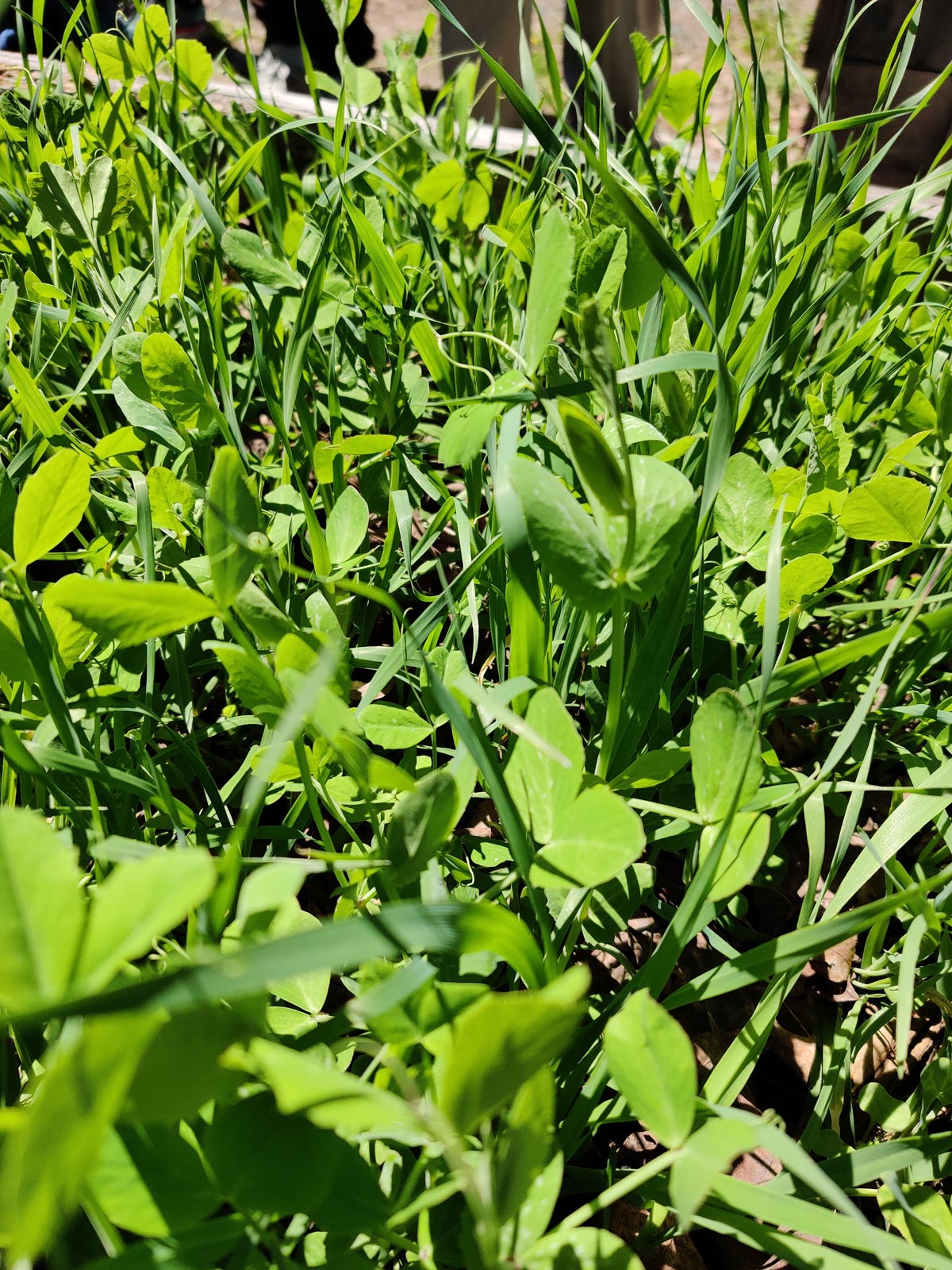 a close-up picture of cover crops in the Community Garden