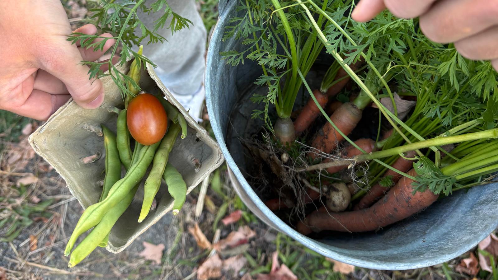 Vegetables harvested from the community garden are shown off